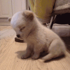 1.gif 1.gif