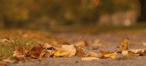 6.gif 6.gif