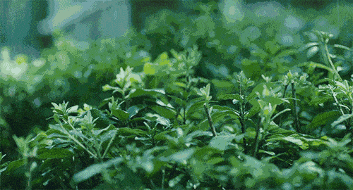 2.gif 2.gif