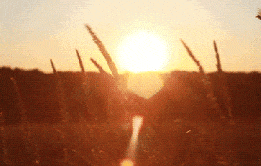1.gif 1.gif