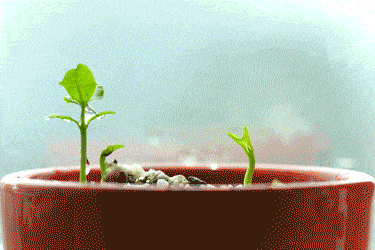 1.gif 1.gif