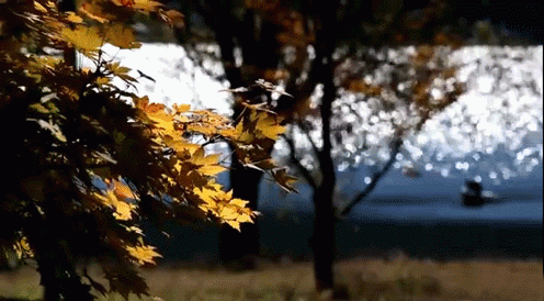 2.gif 2.gif
