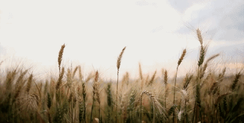 4.gif 4.gif